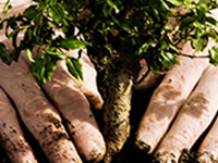 Claiming Williams 2014: Breaking Ground, Cultivating Change Claiming Williams 2014: Breaking Ground, Cultivating Change
