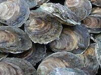 Hydrodynamic Sensing and Behavior by Oyster Larvae in Turbulence and Waves