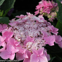 2014 Spring Plant Sale Preview