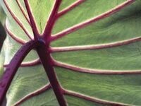 Tending Tender Treasures for Totally Tropical Terraces Tending Tender Treasures for Totally Tropical Terraces