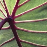 Tending Tender Treasures for Totally Tropical Terraces