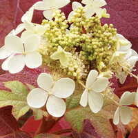 2014 UD Botanic Gardens Annual Benefit Plant Sale