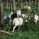 Goats in the Woods