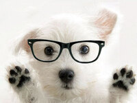 Paws for Finals