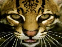 All Things Wild Cats