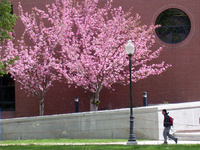 Arbor Day