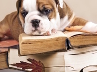 Finals@IMU: Therapy Dogs