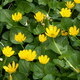 Spring Botany Walk in Hopkins Forest