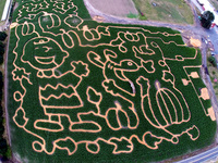 The Corn Maize The Corn Maize