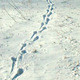 Animal Tracking Adventure! Animal Tracking Adventure!