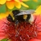 Learn Locally: Attracting Pollinators to the Garden Learn Locally: Attracting Pollinators to the Garden