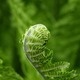 Learn Locally: Plant This, Not That Learn Locally: Plant This, Not That