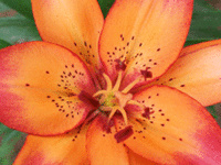 Tiger Lily Music Tiger Lily Music