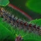 Learn Locally: Gypsy Moths Learn Locally: Gypsy Moths