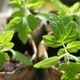 Learn Locally: Veggie Gardening for Beginners Learn Locally: Veggie Gardening for Beginners