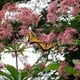 Learn Locally: Pollinator Plants Learn Locally: Pollinator Plants