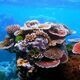 Exploring invasive species on Indonesian coral reefs Exploring invasive species on Indonesian coral reefs