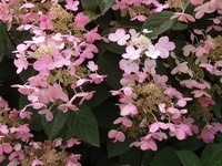 The Ever Changing and Exciting World of Hydrangeas The Ever Changing and Exciting World of Hydrangeas