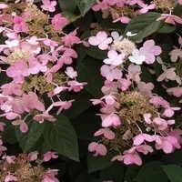 The Ever Changing and Exciting World of Hydrangeas