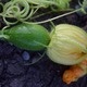 Learn Locally: Veggie Gardening for Beginners Learn Locally: Veggie Gardening for Beginners