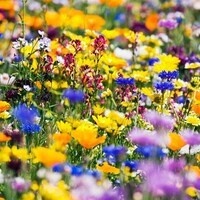 First Day of Spring Seed Planting