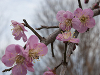 Small Flowering Trees Lecture & Lab Series Small Flowering Trees Lecture & Lab Series