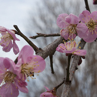 Small Flowering Trees Lecture & Lab Series