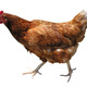 Keep Berkshire Farming: Northern Berkshire Food System