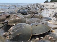 DNEER Horseshoe Crab Survey DNEER Horseshoe Crab Survey