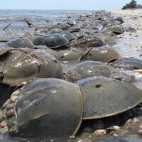 DNEER Horseshoe Crab Survey