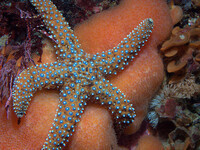 EEMB 2700 Marine Biology - seats available this Fall! EEMB 2700 Marine Biology - seats available this Fall!