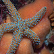 EEMB 2700 Marine Biology - seats available this Fall! EEMB 2700 Marine Biology - seats available this Fall!