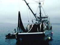 Perfect catch! Check out EEMB 2420 Fisheries Ecology, Policy & Conservation Perfect catch! Check out EEMB 2420 Fisheries Ecology, Policy & Conservation