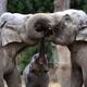 What makes animals tick? EEMB 5548 Sociobiology - open seats in Fall What makes animals tick? EEMB 5548 Sociobiology - open seats in Fall