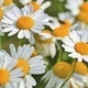 Medicinal and Culinary Plants Medicinal and Culinary Plants