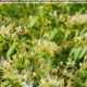 URI Invasive Plant Management Training URI Invasive Plant Management Training