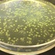 Science+Art+Design Workshop-GMO: Creating Hybrids