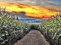 The Corn Maize at the Pumpkin Patch