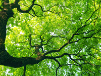 Your Brain on Trees—An Obermann Conversation