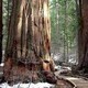 Calaveras Big Trees State Park Tour with OLLI@Pacific