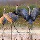 Bird Safari at Woodbridge Road with OLLI@Pacific