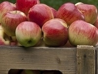 Omega Chi Epsilon ChemE Trip to Wilson's Orchard