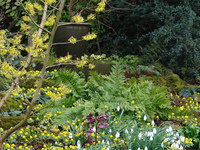 UD Botanic Gardens presents: Design Ideas and Plant Combinations for Winter Gardens UD Botanic Gardens presents: Design Ideas and Plant Combinations for Winter Gardens