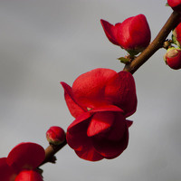 2013 UD Botanic Gardens Benefit Plant Sale Preview