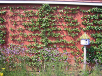 UD Botanic Gardens Presents: "Looking Up: Elevating Your Garden’s Interest with Climbers and Espaliers" UD Botanic Gardens Presents: "Looking Up: Elevating Your Garden’s Interest with Climbers and Espaliers"