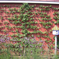 UD Botanic Gardens Presents: "Looking Up: Elevating Your Garden’s Interest with Climbers and Espaliers"
