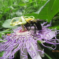 Harvest Workday at the Urban Studies Horticulture Zone
