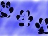 PAWS DEstress Session PAWS DEstress Session