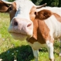 We Are FARM-ily (I've Got All My Livestock With Me)