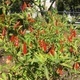 Pop-Up (Chili) Pepper Sale